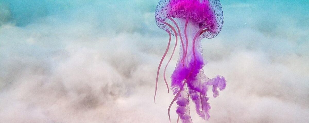 μέδουσα στη θάλασσα